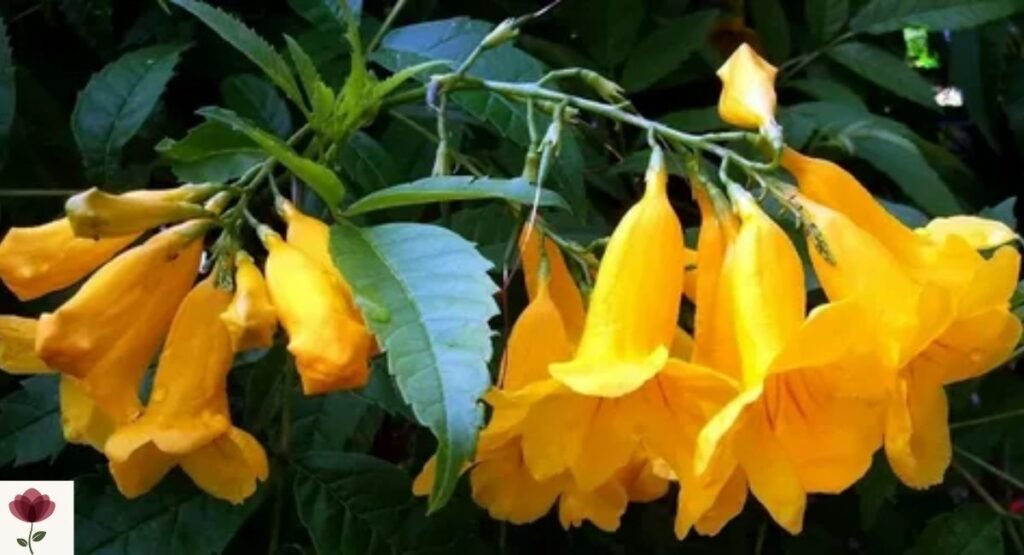 Yellow Bells Tree