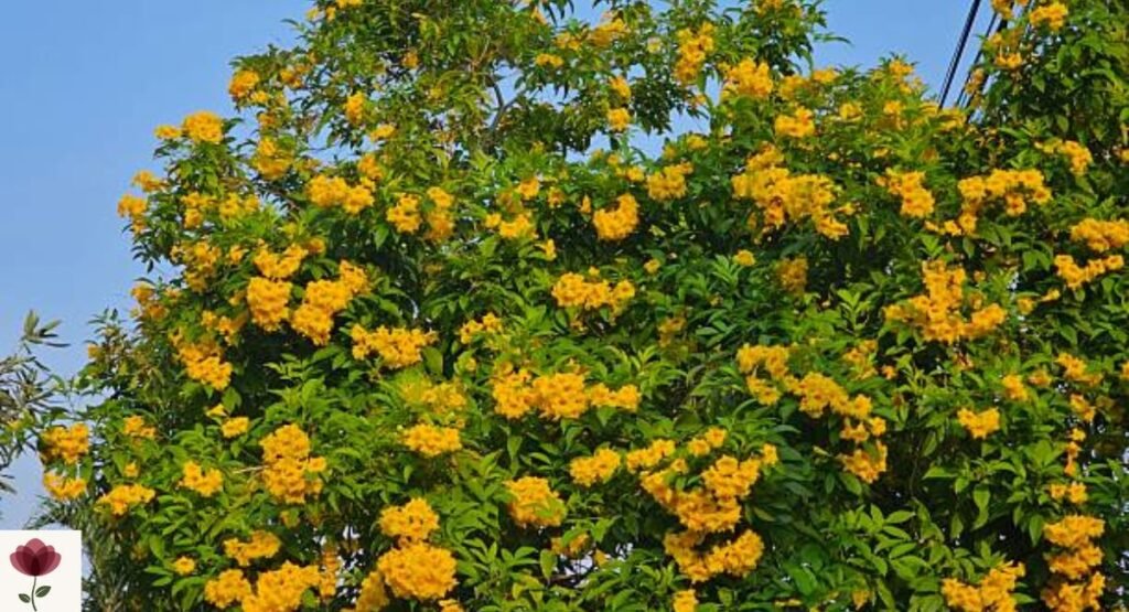 Yellow Elder