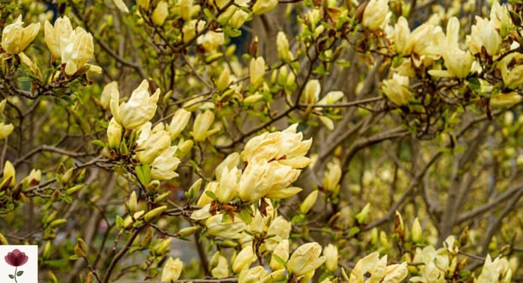 Yellow Flowering Magnolia