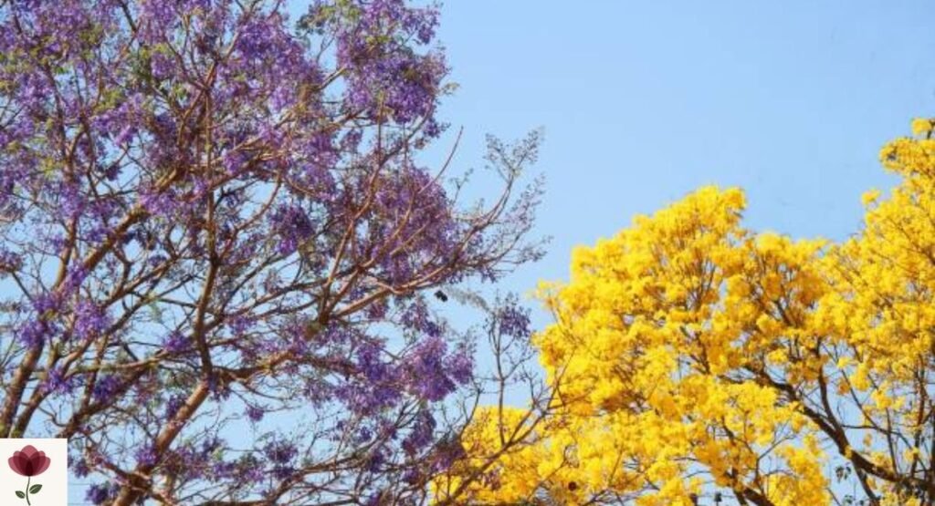Yellow Jacaranda