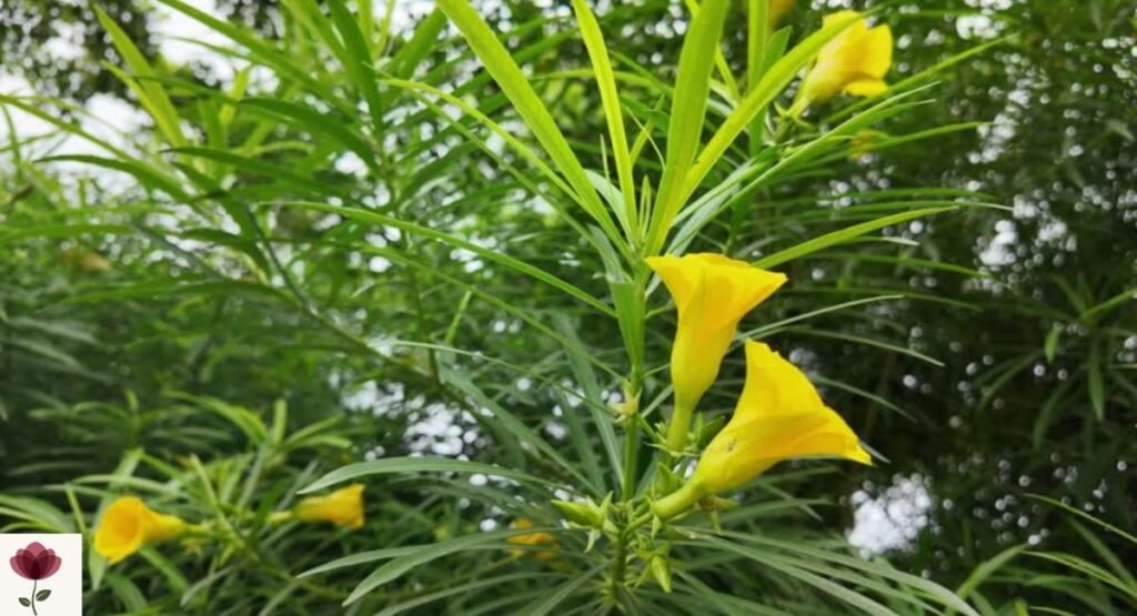 Yellow Oleander Tree