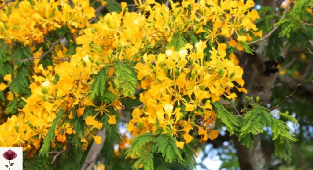 Yellow Poinciana