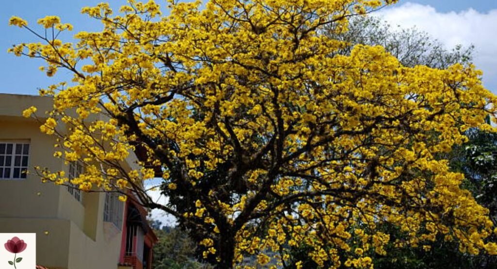 Yellow Tabebuia