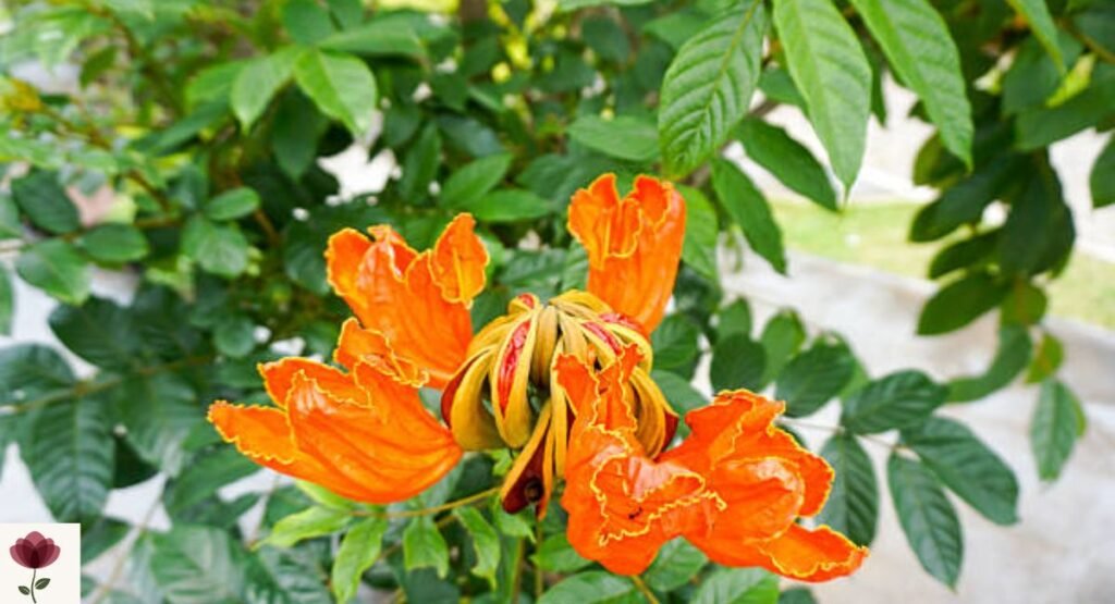 African Tulip Tree (Spathodea campanulata)