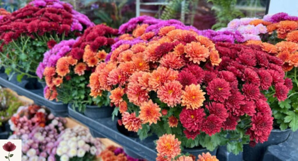 Chrysanthemums