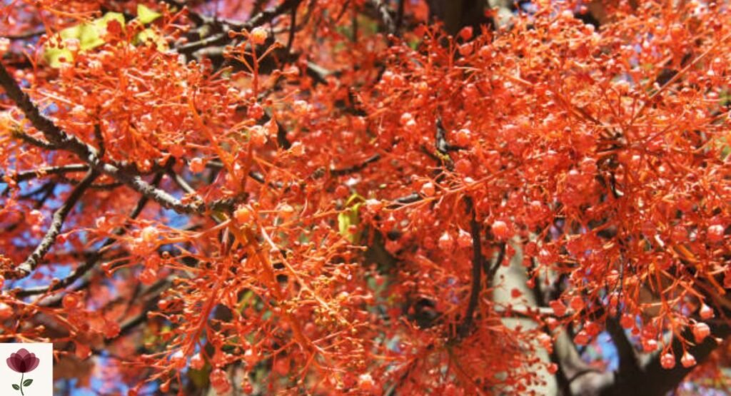 Flame Tree (Brachychiton acerifolius)