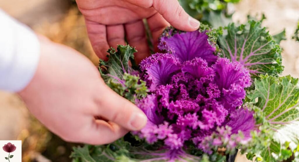 Flowering Kale