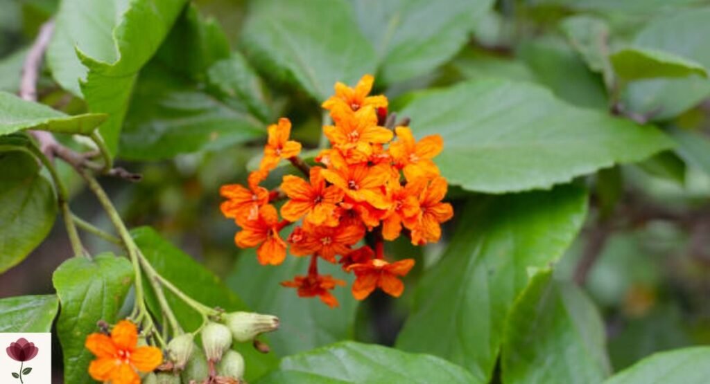 Geiger Tree (Cordia sebestena)