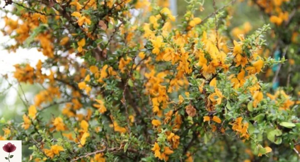 Jamaican Rain Tree (Brya ebenus)