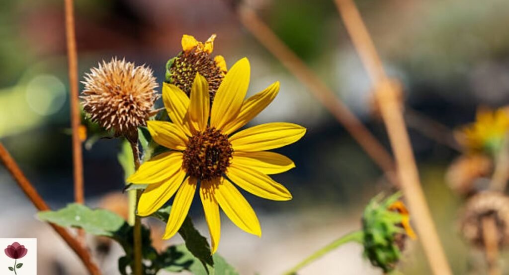 Native Sunflowers