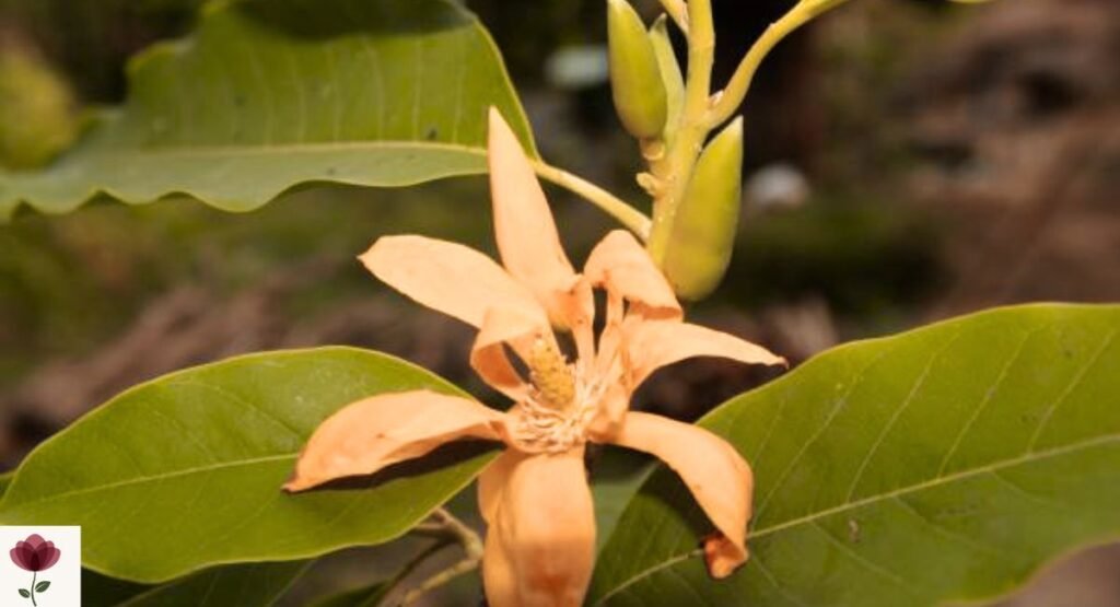 Orange Champaca (Magnolia champaca)
