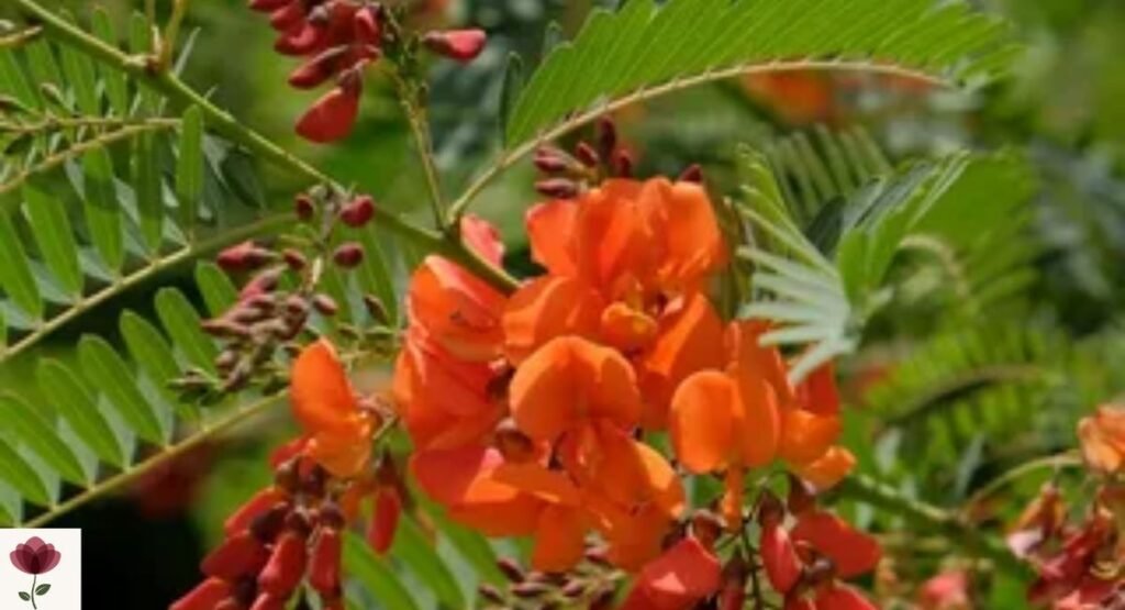 Scarlet Wisteria (Sesbania punicea)
