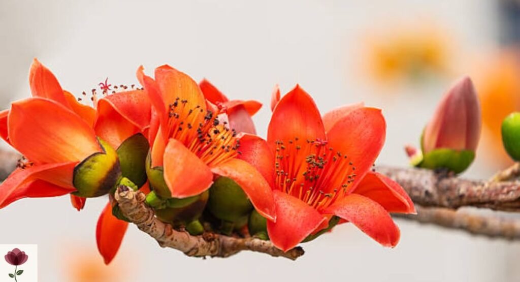 Silk Cotton Tree (Bombax ceiba)