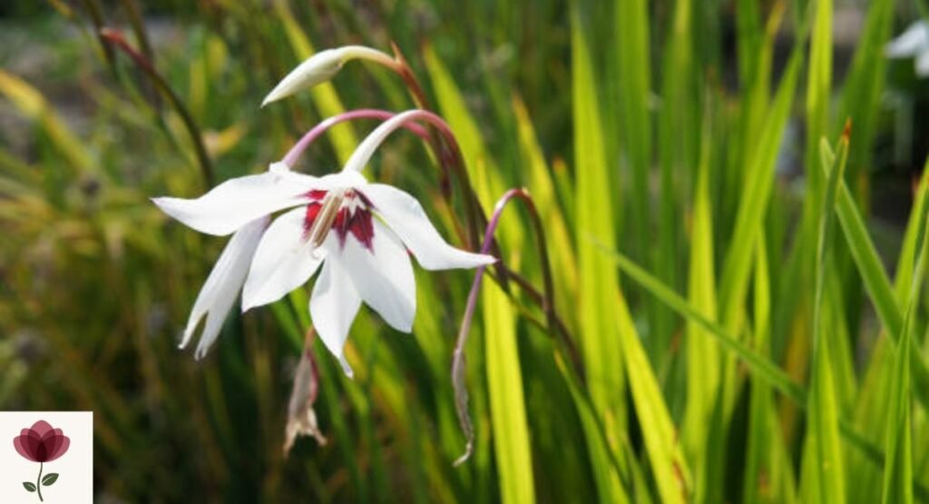 Acidanthera
