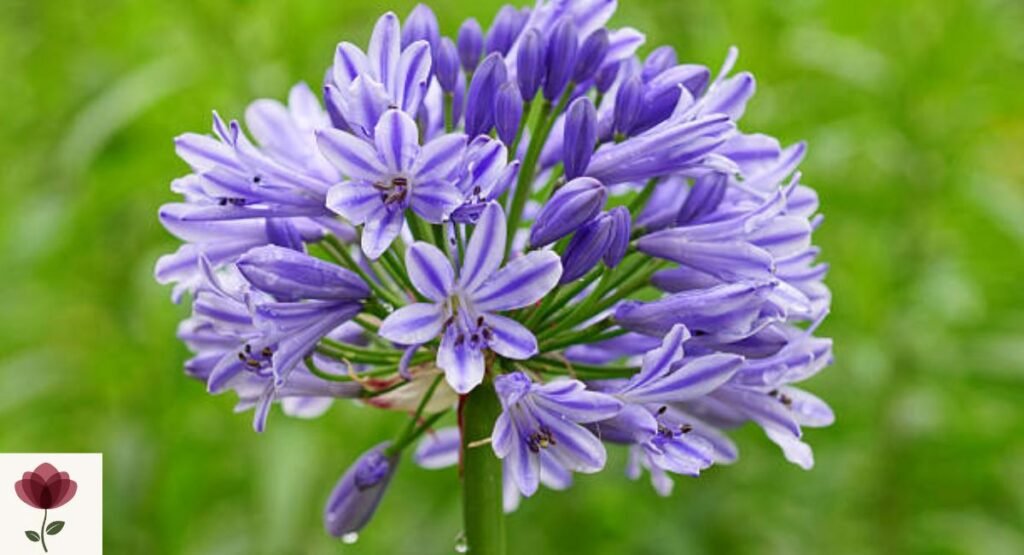 African Lily