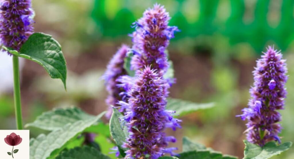 Agastache (Anise Hyssop)