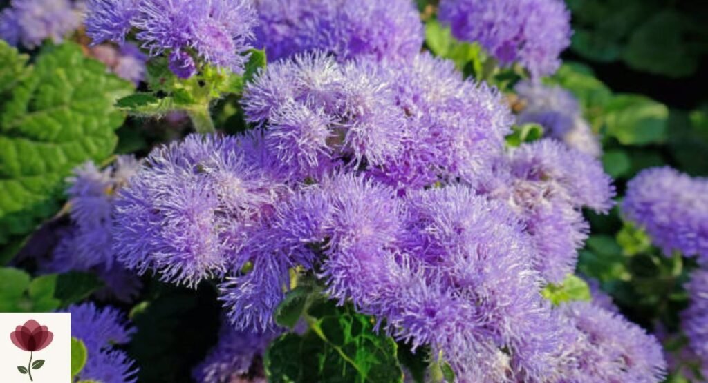 Ageratum