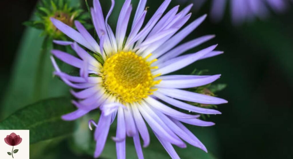 Alpine Aster