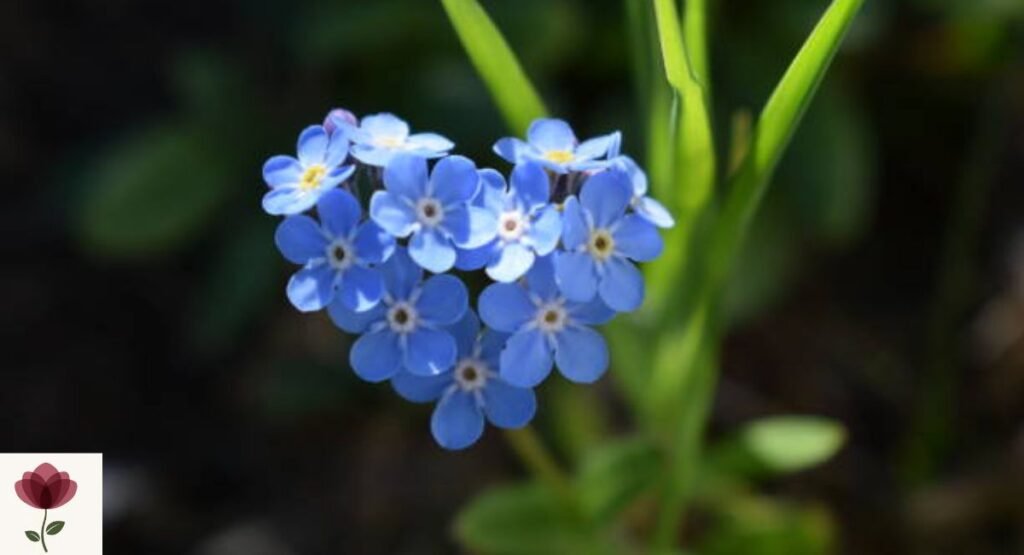 Alpine Forget-Me-Not