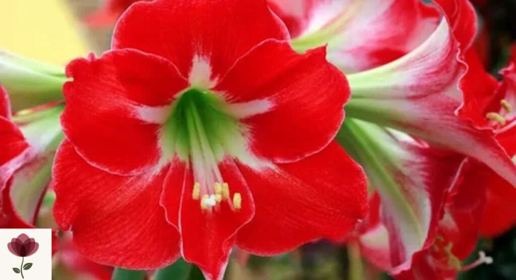 Amaryllis