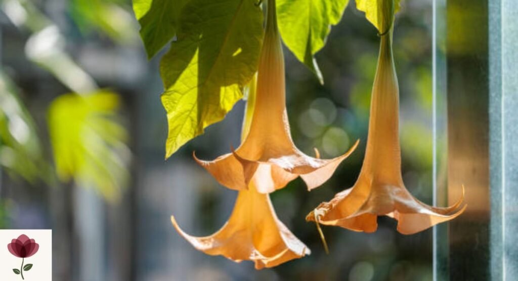 Angel's Trumpet