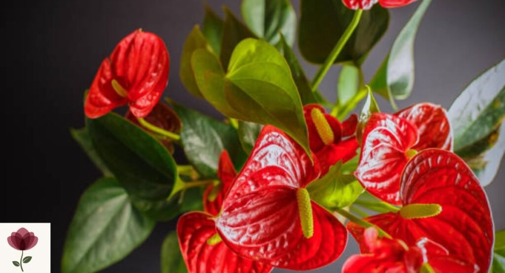Anthurium