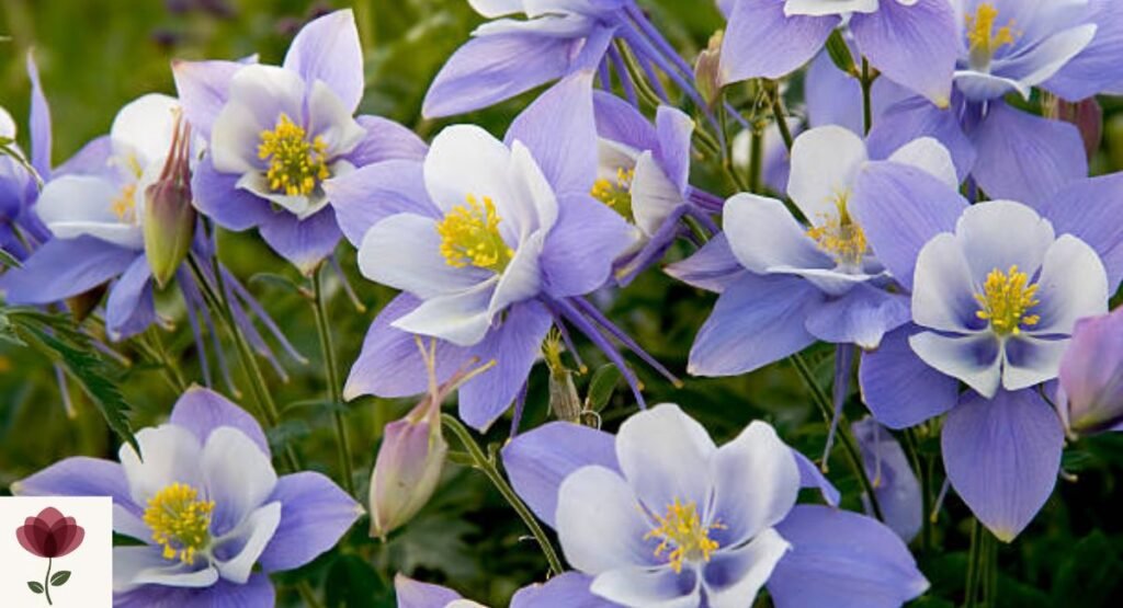 Aquilegia (Columbine)
