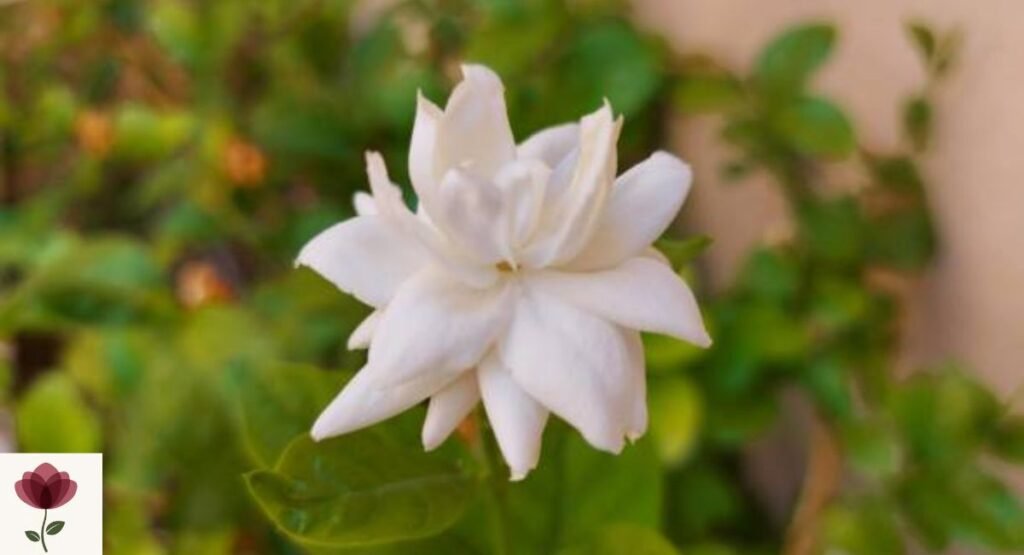 Arabian Jasmine