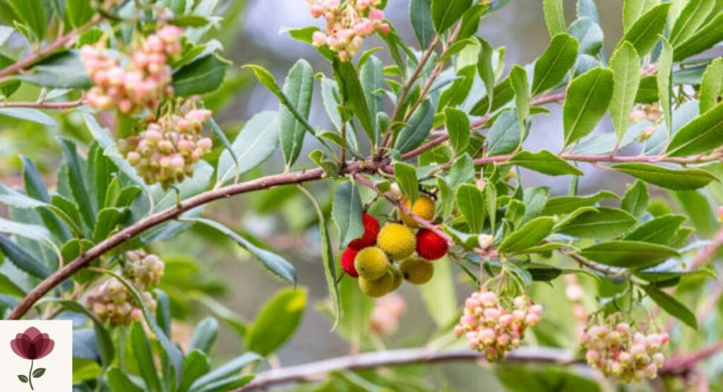 Arbutus Blossom