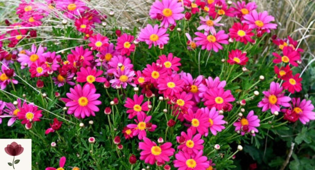 Argyranthemum