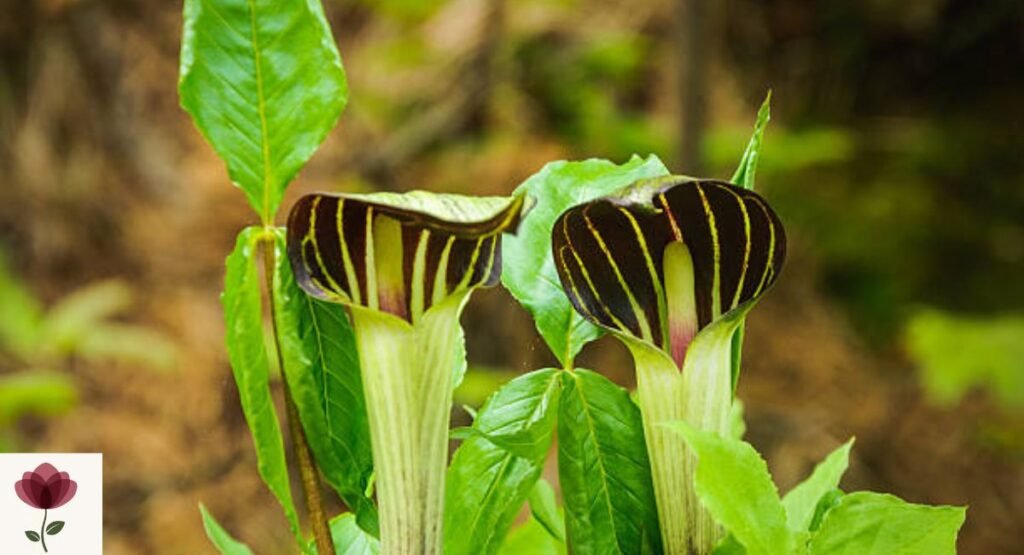 Arisaema (Jack-in-the-Pulpit)