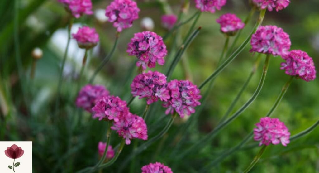 Armeria (Sea Thrift)
