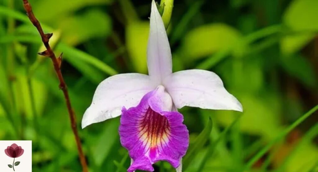 Arundina (Bamboo Orchid)
