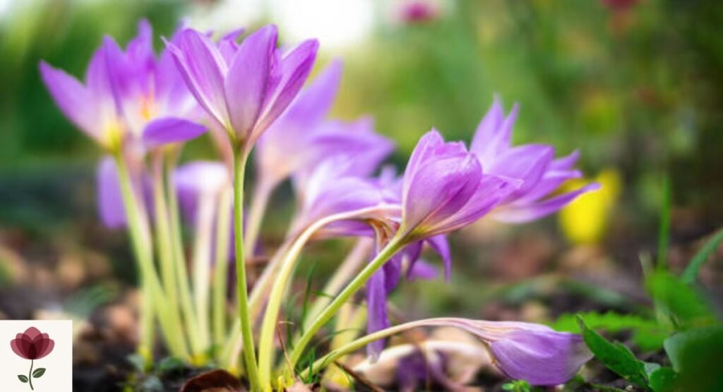 Autumn Crocus