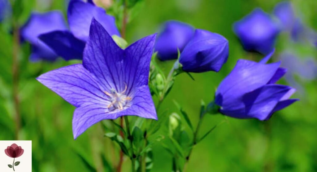 Balloon Flower