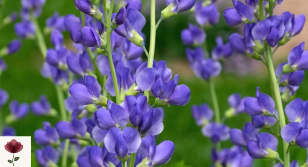 Baptisia (Blue Wild Indigo)