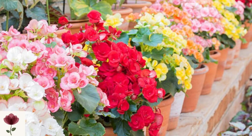 Begonia