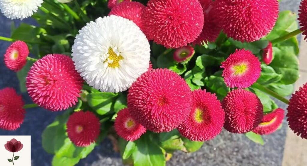 Bellis Daisy