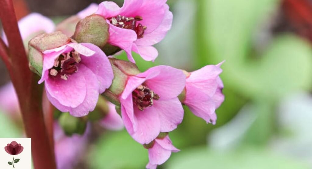 Bergenia