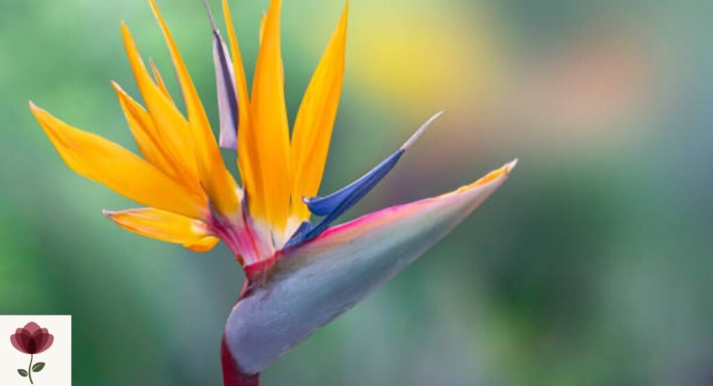 Bird of Paradise