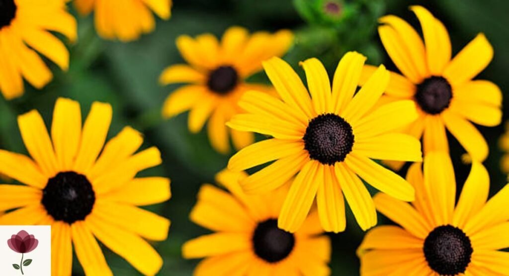 Black-Eyed Susan