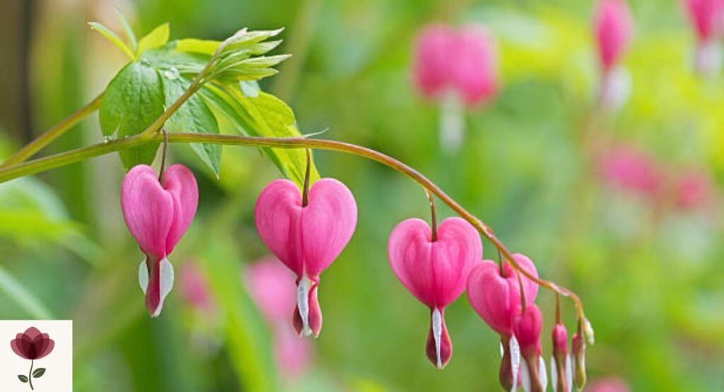 Bleeding Heart