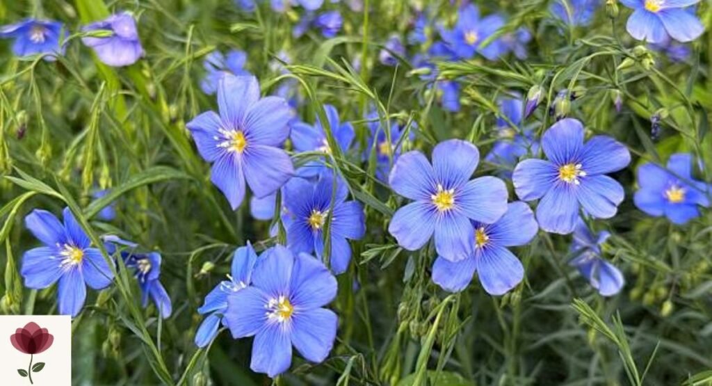 Blue Flax