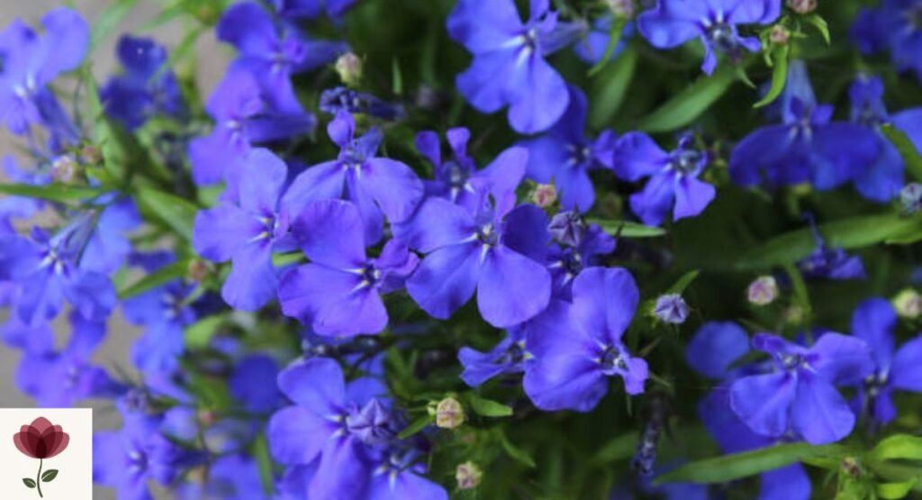 Blue Lobelia