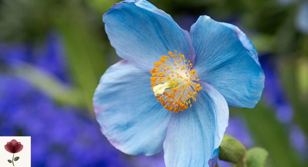Blue Poppy