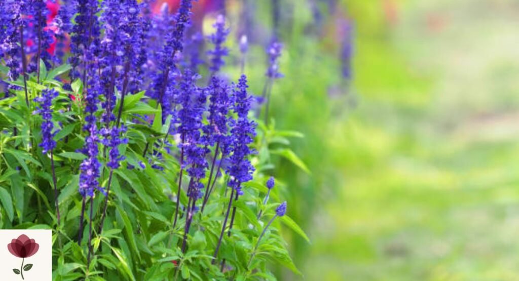 Blue Sage