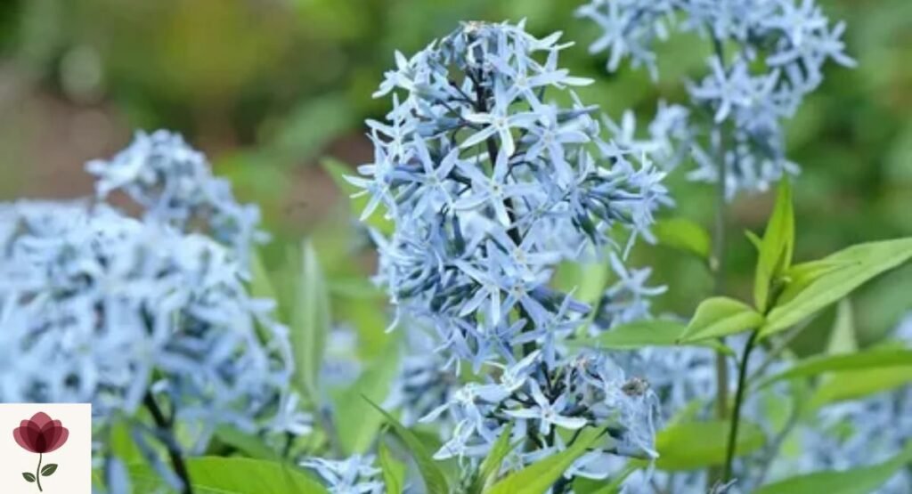 Blue Star