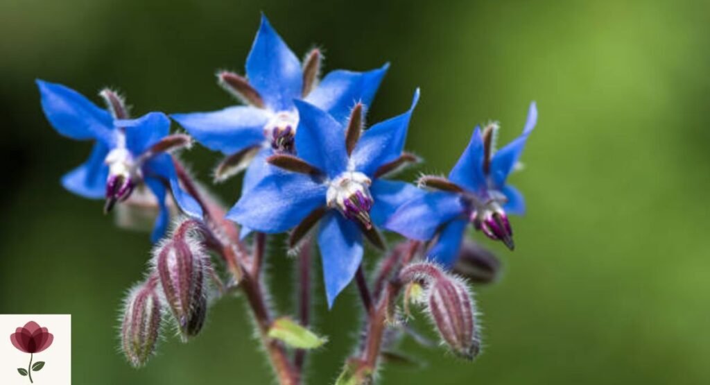 Borage