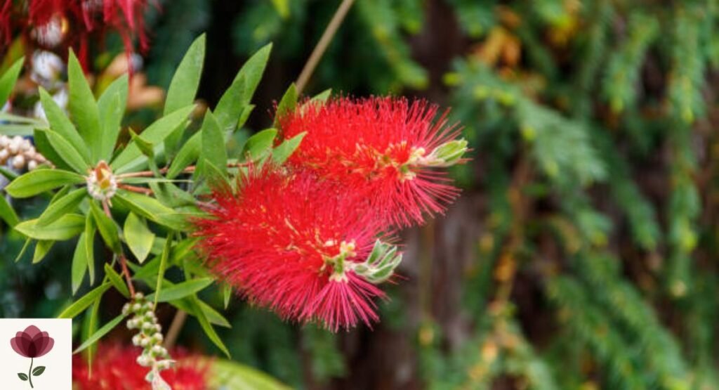 Bottlebrush