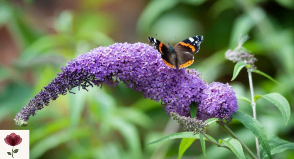 Butterfly Bush